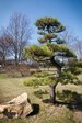 Japonská zahrada II